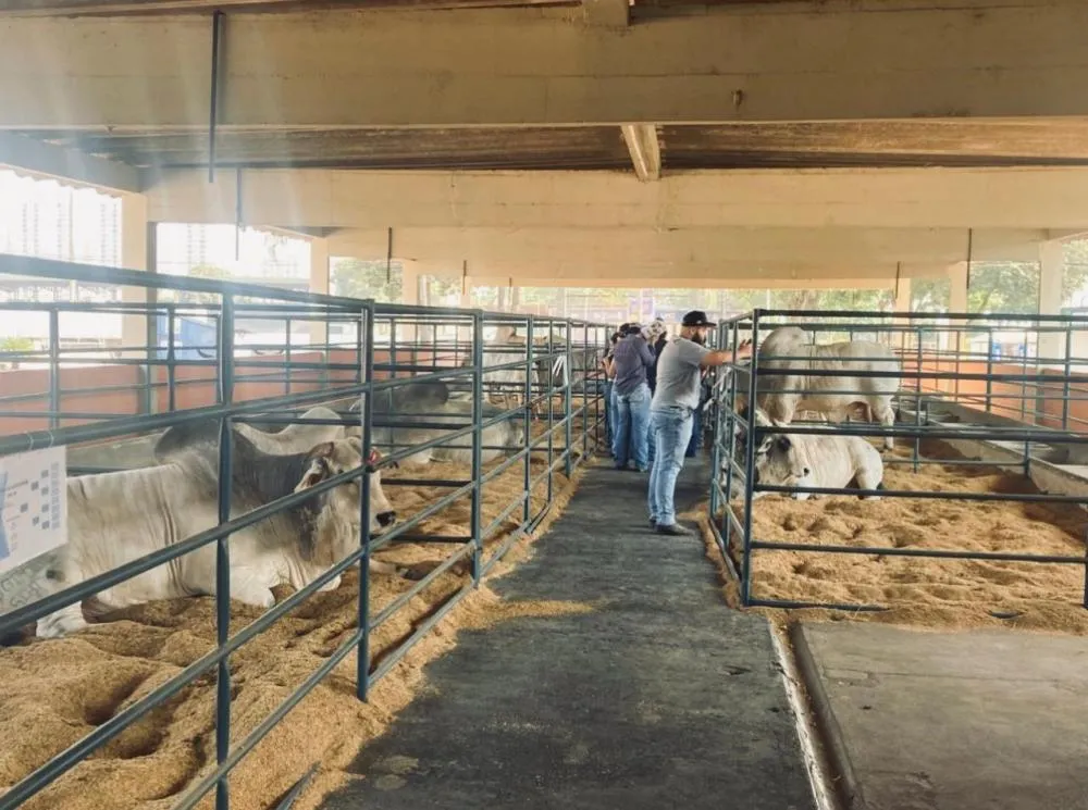 Bioinsumos orgânicos fortalecem pastagens e ampliam alternativas sustentáveis na pecuária