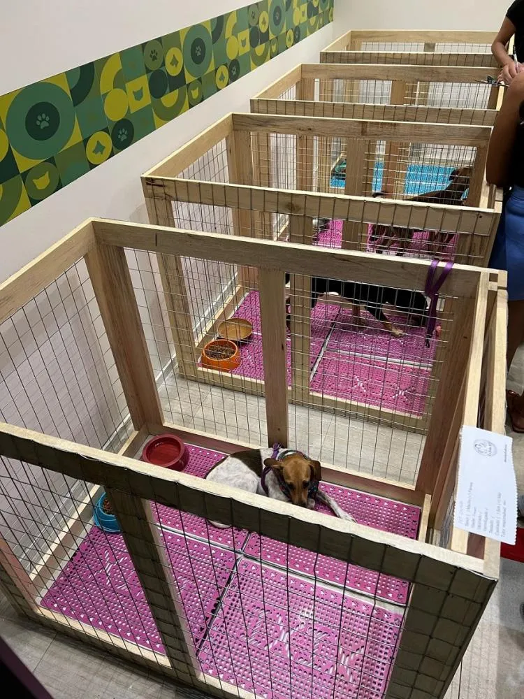 OPA-MT realiza evento de adoção animal em shopping de Cuiabá neste sábado (13)