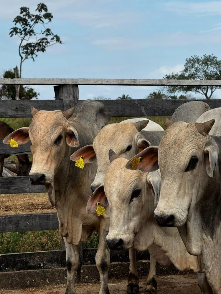 JBS já entregou mais de 120 mil brincos para rastreamento de rebanho a pecuaristas