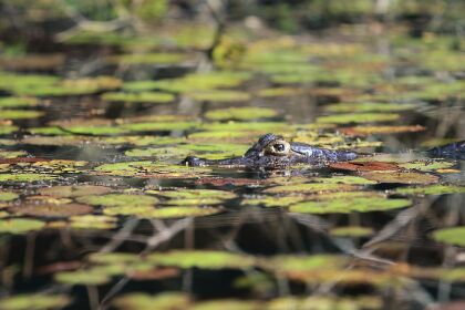 Estatuto do Bioma Pantanal será debatido na Assembleia Legislativa