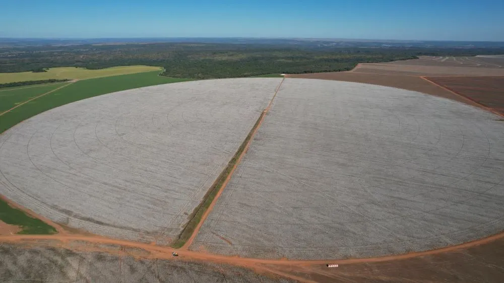 Sementeira lança cultivares de algodão com nomes de pedras preciosas e mira salto estratégico no agronegócio