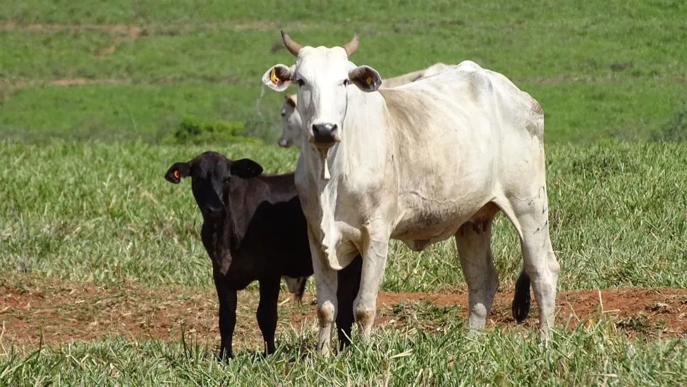 Ferramenta gratuita da JBS realiza mais de 30 mil análises socioambientais para apoiar pecuaristas