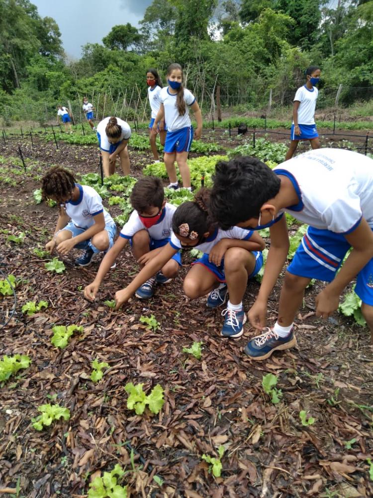 Prefeitura de Chapada dos Guimarães inicia a implantação de hortas sustentáveis nas escolas municipais