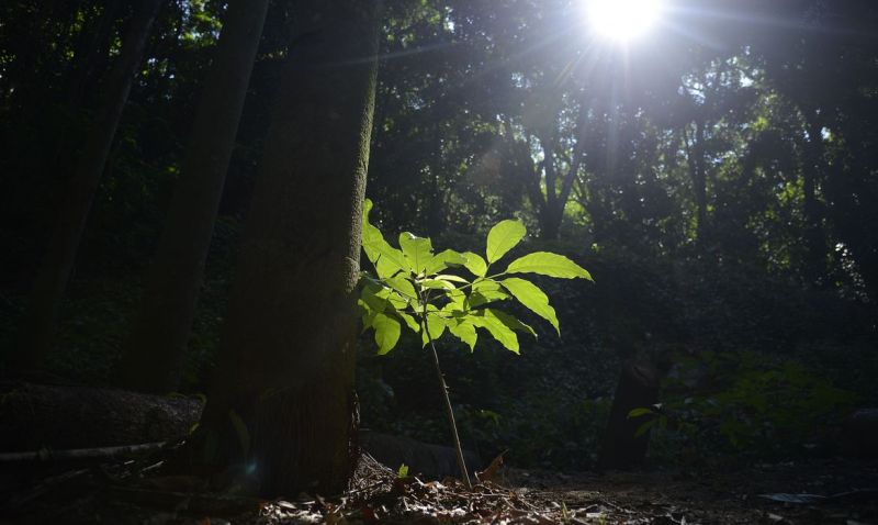 Semana do Meio Ambiente homenageia vítimas da Covid-19 em Mato Grosso