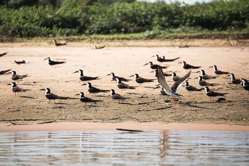 Reserva Sesc Pantanal apresenta os avanços da conservação de espécies migratórias na COP15 