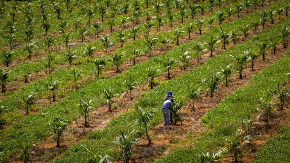 Feira Brasil na Mesa terá tour guiado na Embrapa Cerrados