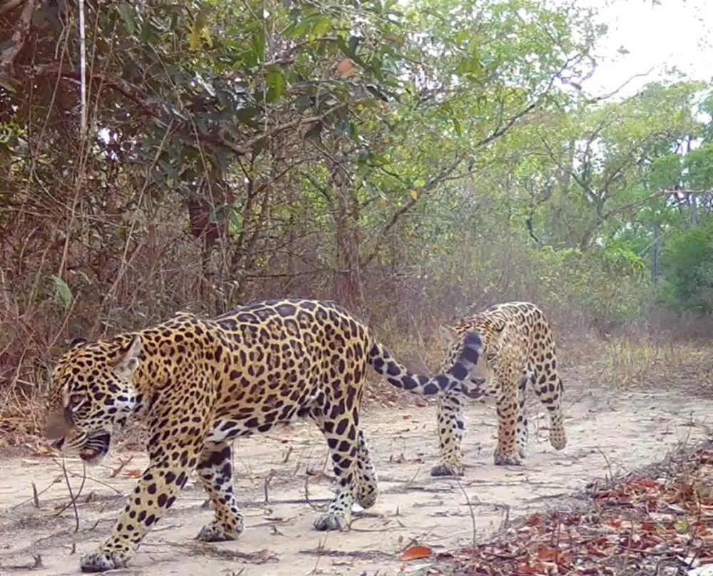 RPPN Sesc Pantanal possui área equivalente a mais de 108 mil campos de futebol