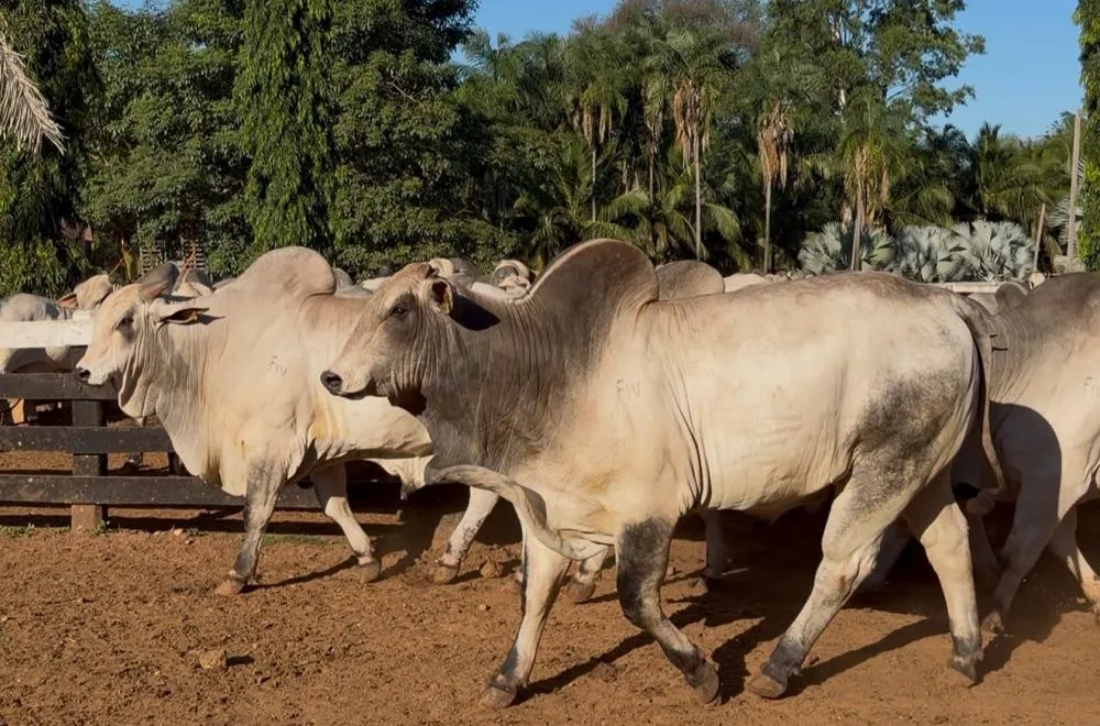 Na próxima segunda-feira (13), Nelore MT realiza um dos principais leilões da raça no Estado