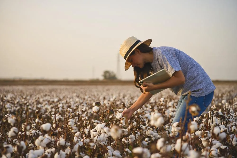 Produtores de Mato Grosso e região Norte terão R$ 10,7 bilhões em crédito do Sicredi