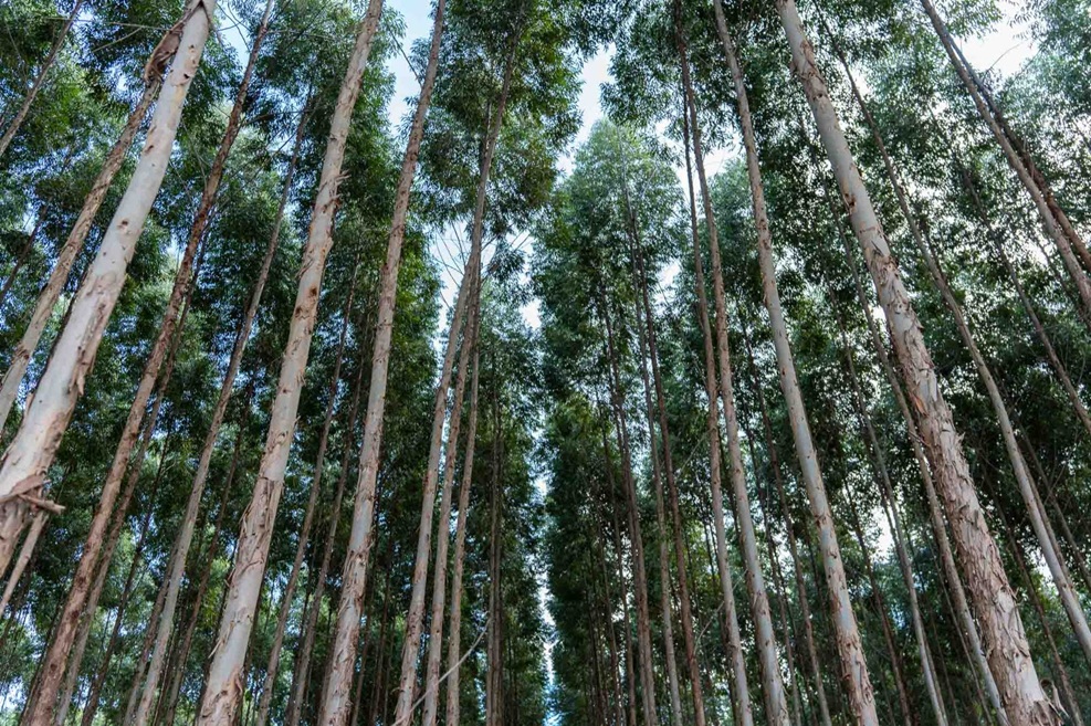 Encontro em Cuiabá debate produção de florestas plantadas e uso de biomassa em Mato Grosso