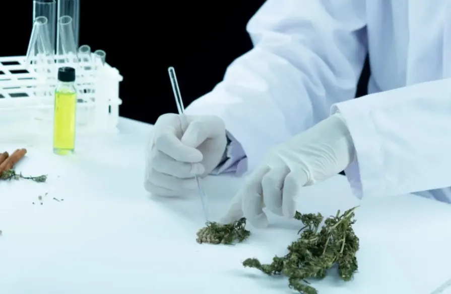 Vai ter cannabis? Curso de fitoterapia abre 40 vagas em Primavera