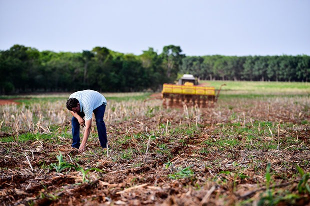 Área de soja convencional deve crescer na safra 2022/23 em Mato Grosso