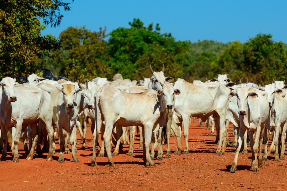 Setor produtivo conquista espaço nos debates sobre o estatuto do pantanal