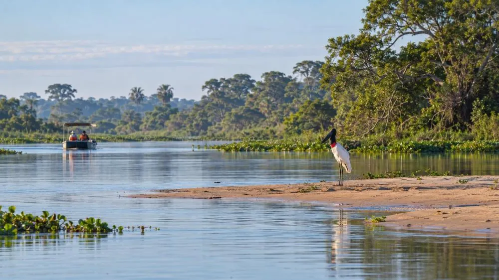 Pantanal de Mato Grosso: como escolher a época e planejar a viagem