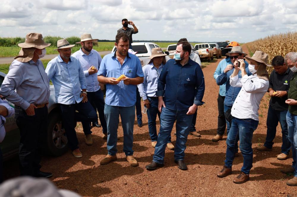 Aprosoja-MT proporciona visita técnica da cigarrinha-do-milho com MAPA, Embrapa e Indea-MT