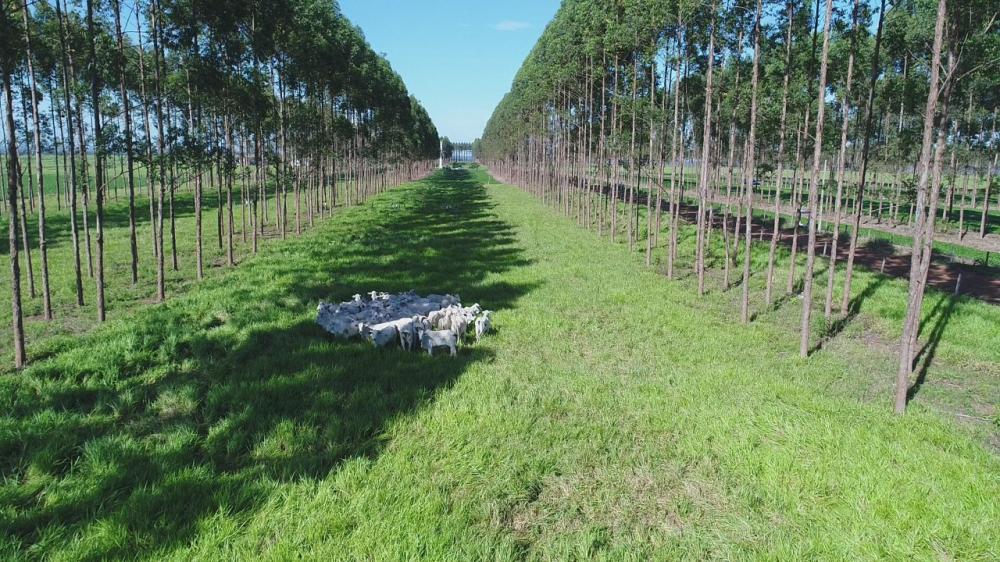 Norte Show apoia Embrapa em pesquisa de redução de carbono na atmosfera