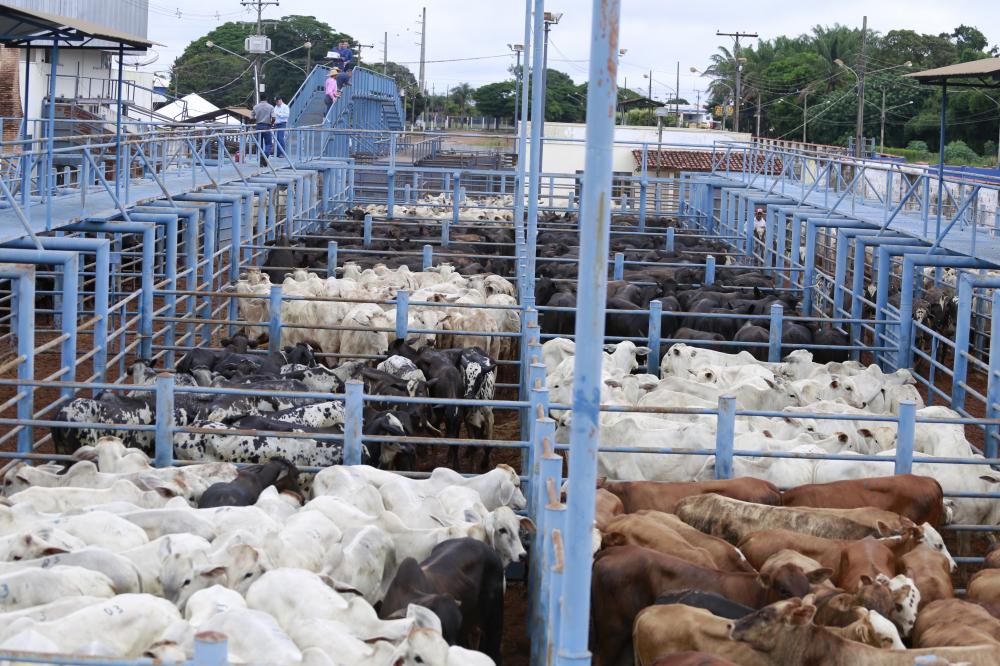 Atividades da pecuária da Norte Show começam com leilão neste domingo (20)