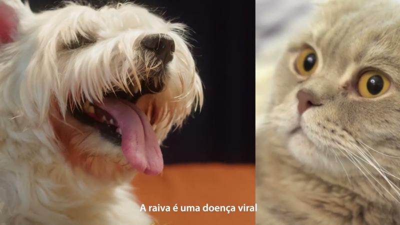 Vacine Seu Pet: Proteção Contra a Raiva é Essencial!